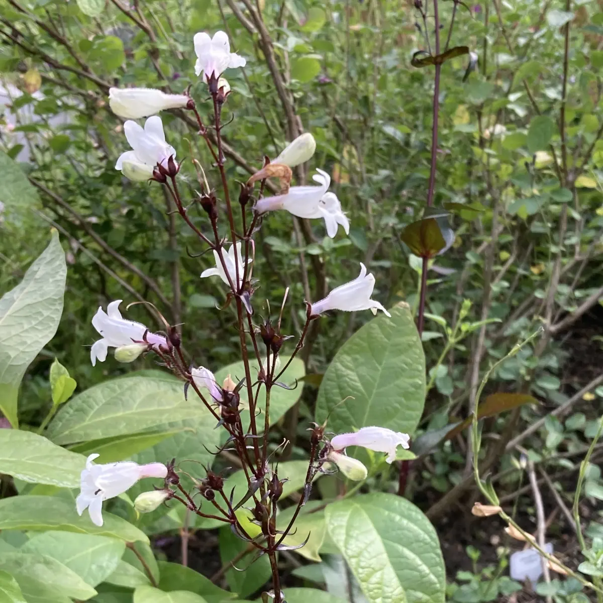 Penstemon digitalis 'Husker Red' (Slangenkop), lichtroze bloeiend
