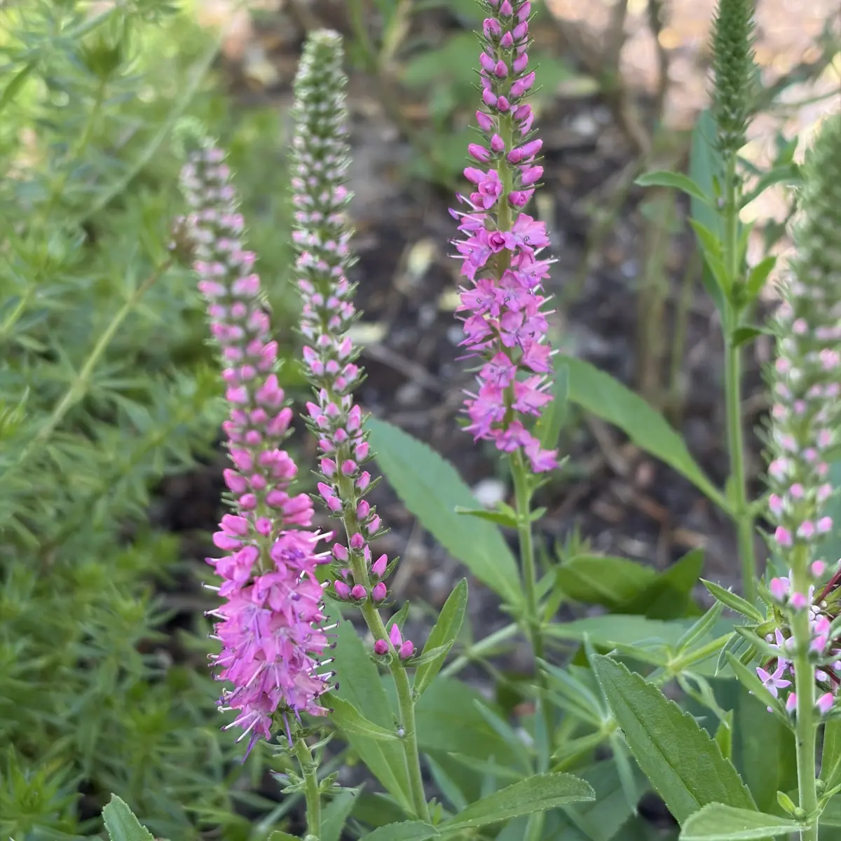 Veronica spicata ‘Heidekind’ (Ereprijs), roodpaars bloeiend