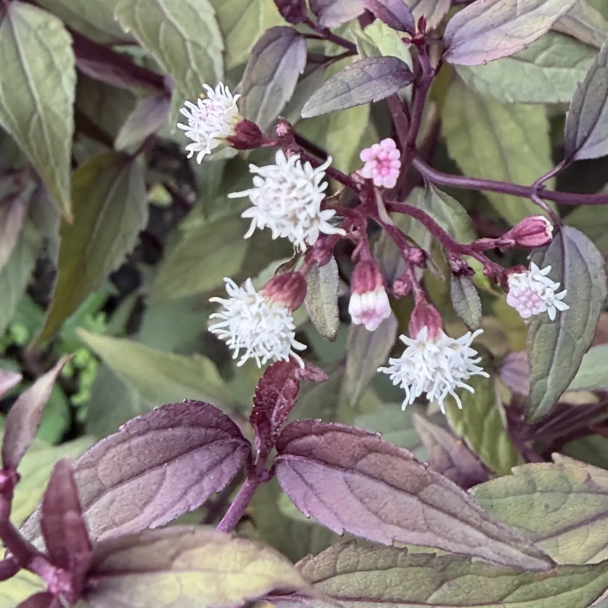 Eupatorium rugosum ‘Chocolate’ (Koninginnekruid), wit bloeiend