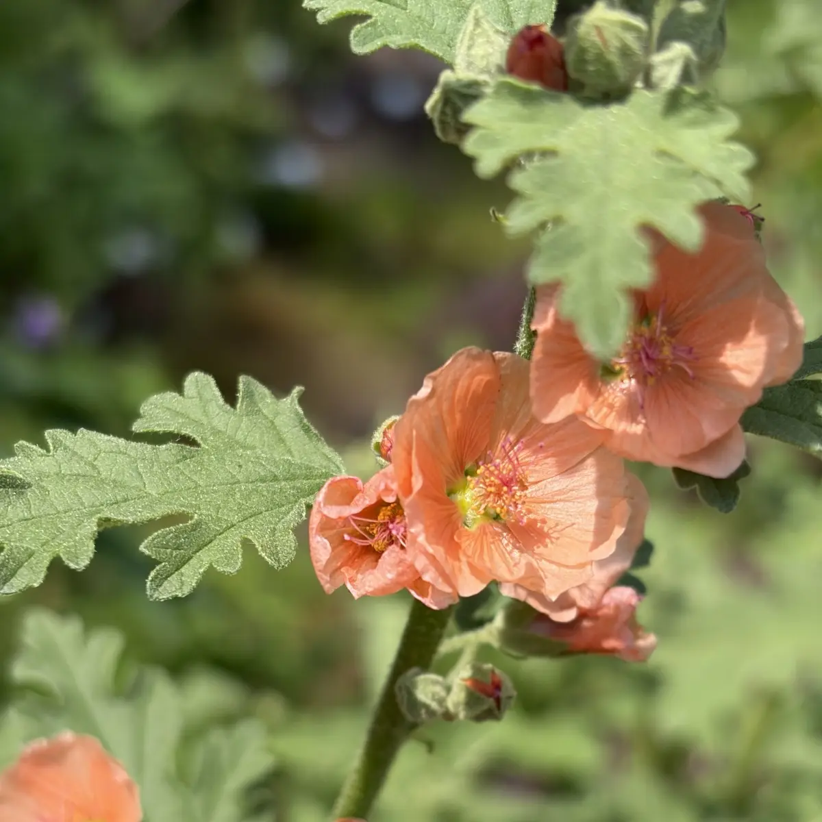 Sphaeralceae incana (Schijnmalva), oranje bloeiend
