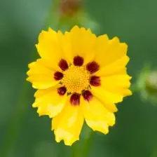 Coreopsis lanceolata ‘Sterntaler’ (Meisjesogen), geel bloeiend