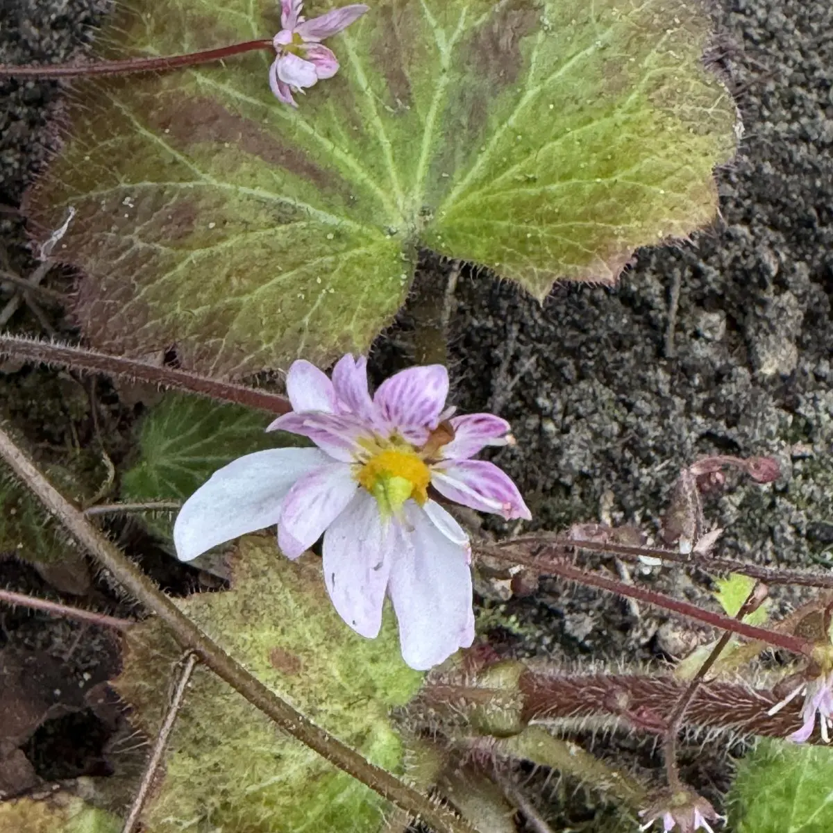 Saxifraga stolonifera ‘Kinki Purple’ (Steenbreek - schildersverdriet), wit bloeiend
