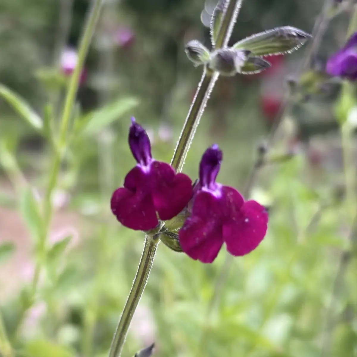 Salvia greggii 'Amethyst Lips' (Salie), wit en paars bloeiend
