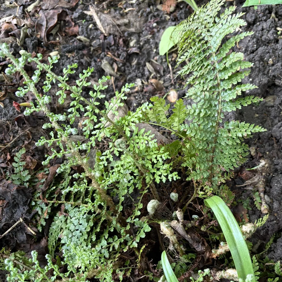 Polystichum setiferum ‘Plumosum’ (Niervaren - naaldvaren), groen bloeiend