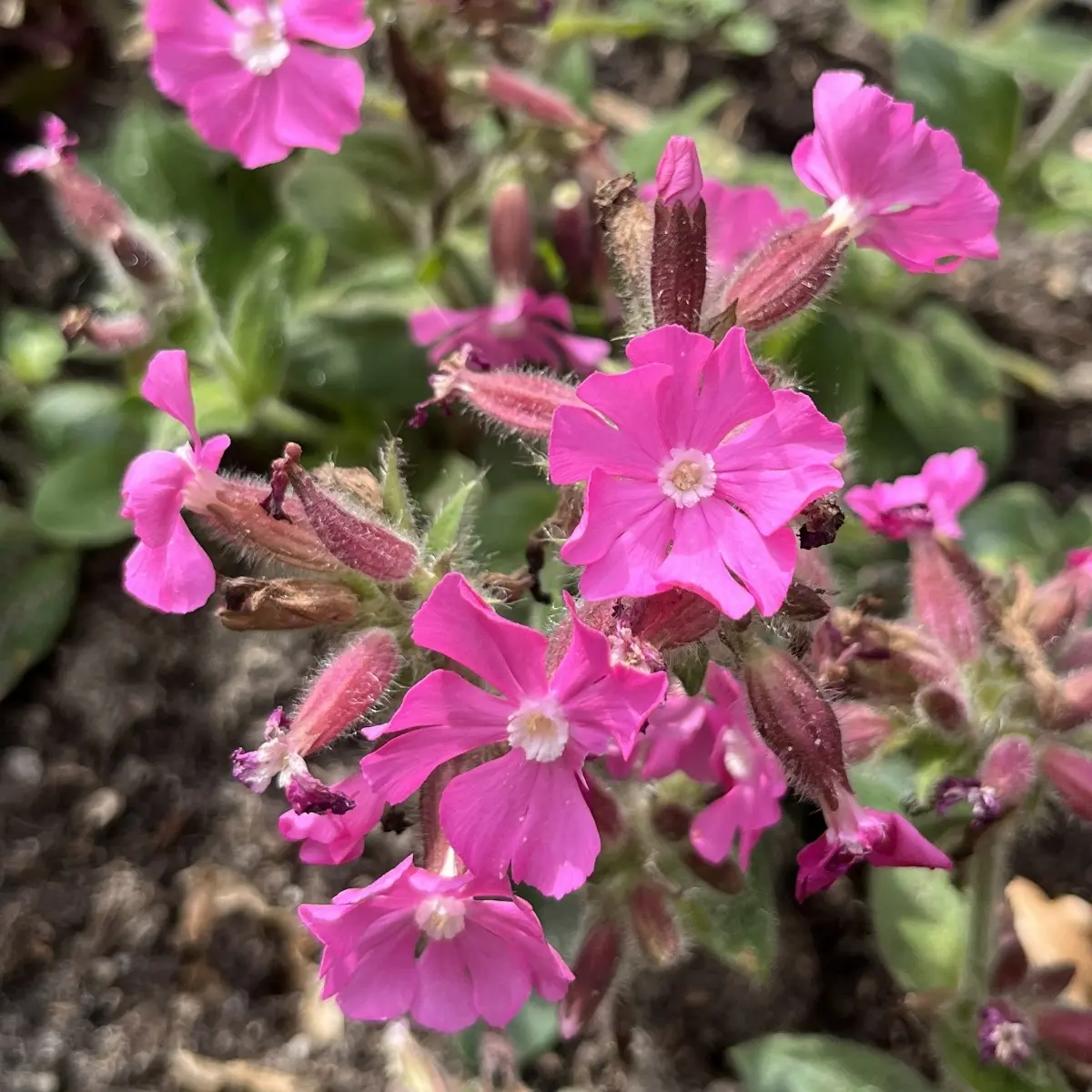 Silene dioica ‘Minikin’ (Lijmkruid - Koekoeksbloem), helderroze bloeiend