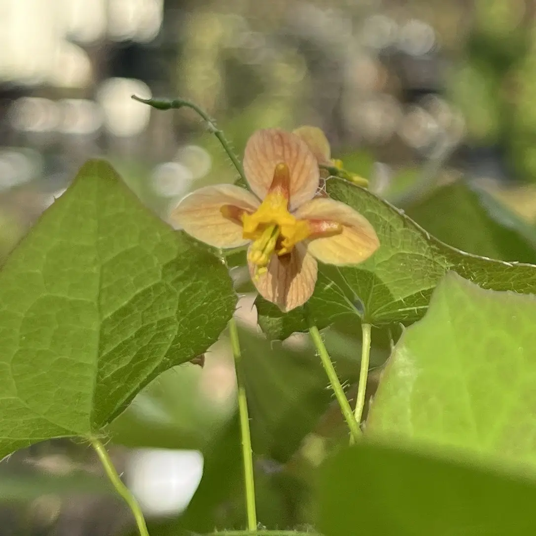 Epimedium warleyense 'Orangekönigin' (Elfenbloem), geeloranje bloeiend
