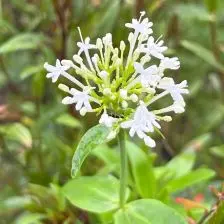 Centranthus ruber ‘Albus’ (Valeriaan), wit bloeiend