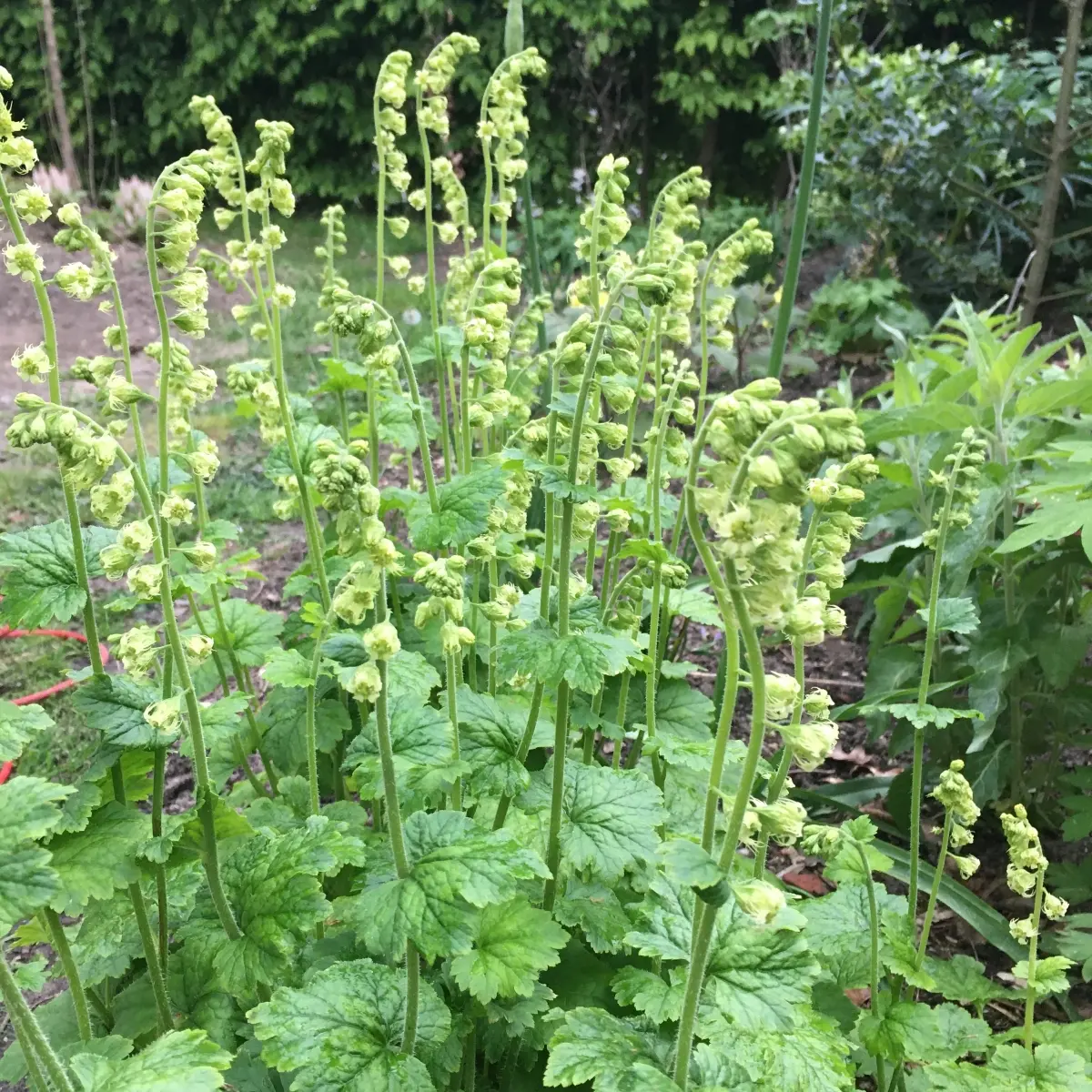 Tellima grandiflora (Franjekelk), geelgroen bloeiend