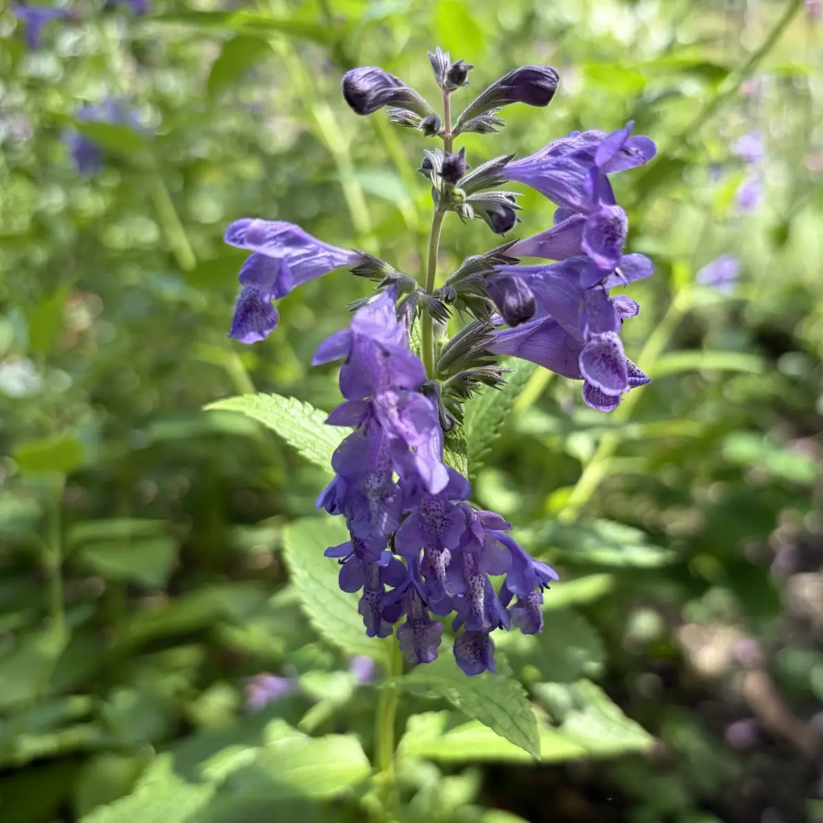 Nepeta ‘Weinheim Big Blue’ (Kattenkruid), violetblauw bloeiend