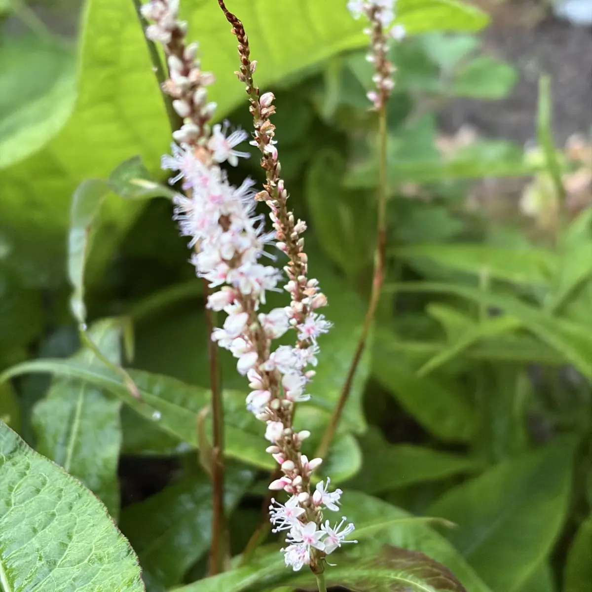 Persicaria amplexicaulis ‘Alba Junior’ (Duizendknoop), wit bloeiend