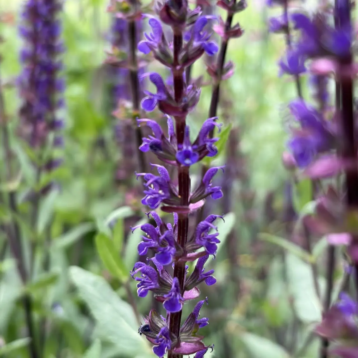 Salvia nemorosa ‘Caradonna’ (Salie), blauw bloeiend
