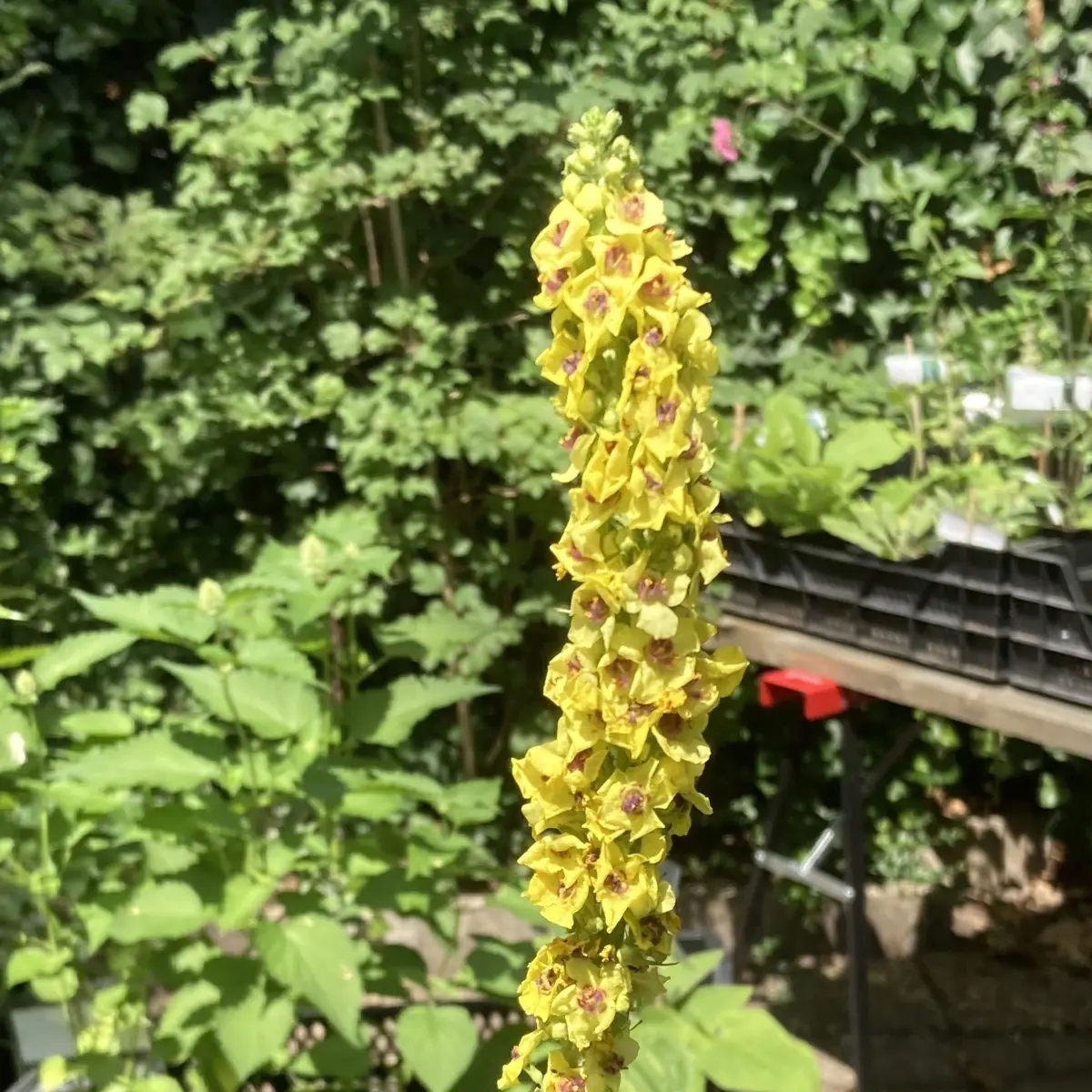 Verbascum nigrum (Zwarte toorts), geel bloeiend
