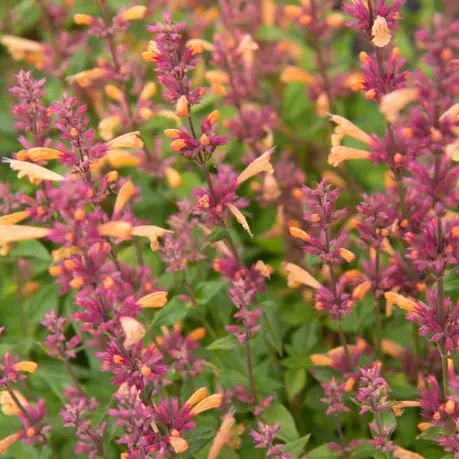 Agastache ‘Mango Tango’ (dropplant), rozeoranje bloeiend