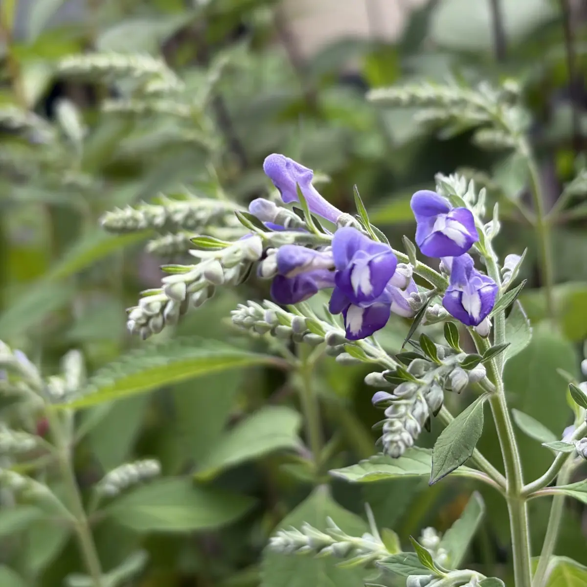 Scutellaria incana (Glidkruid), lavendelblauw bloeiend