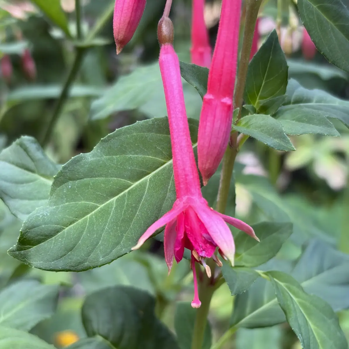 Fuchsia ‘Jasper’s Pink Pipes’ (Bellenplant), rode kelk met paars roze kroon bloeiend