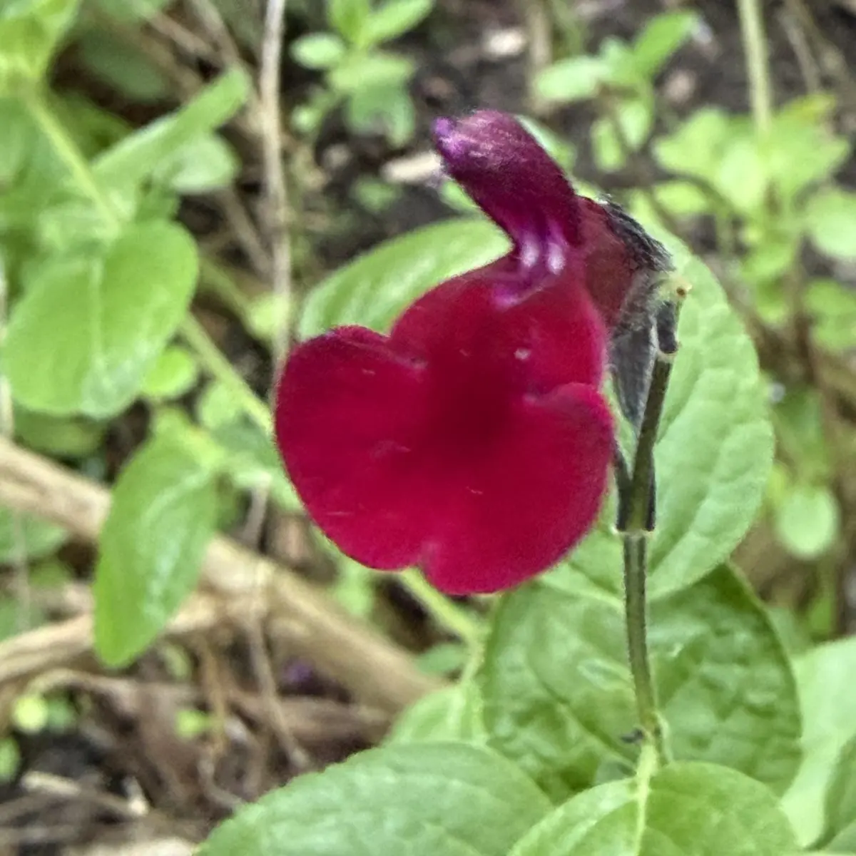 Salvia microphylla ‘Dark Red Dream’ (Salie), donkerrood bloeiend