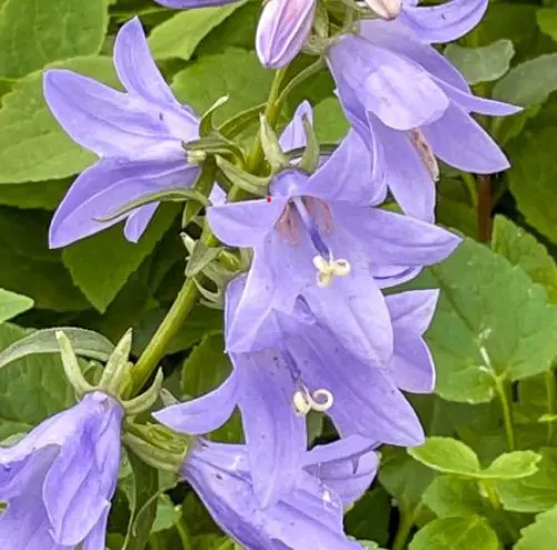 Adenophora ‘Gaudi Violet’ (Vrouwenklokje), violet bloeiend