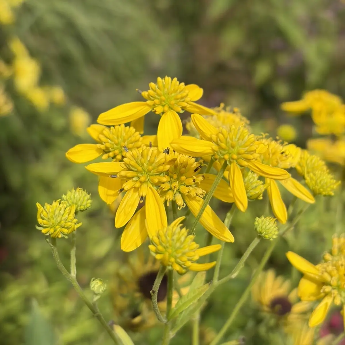 Verbesina alternifolia 'Goldstrahl' (Verbesina), lichtgeel bloeiend