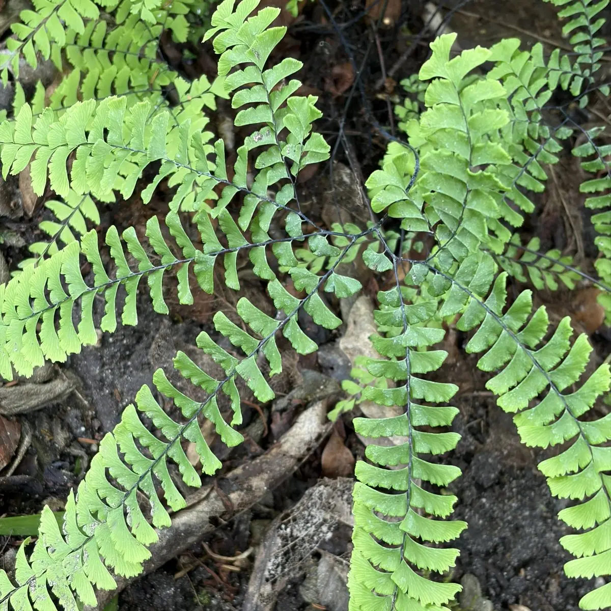 Adiantum pedatum (Venushaar), groen bloeiend