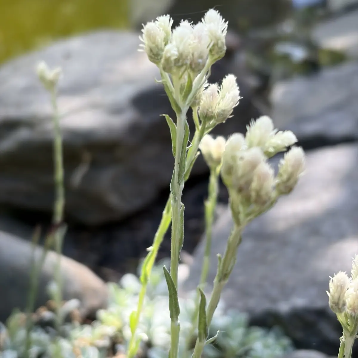 Antennaria dioica 'Alba' (Rozenkransje), wit bloeiend