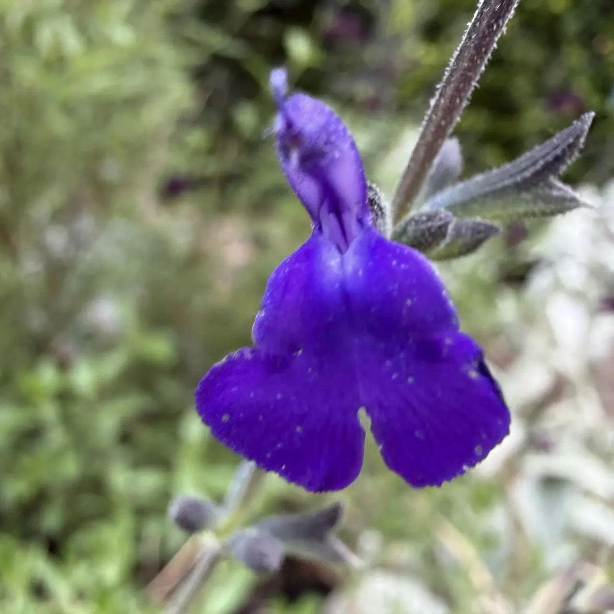 Salvia lycioides (Salie), donkerblauw bloeiend