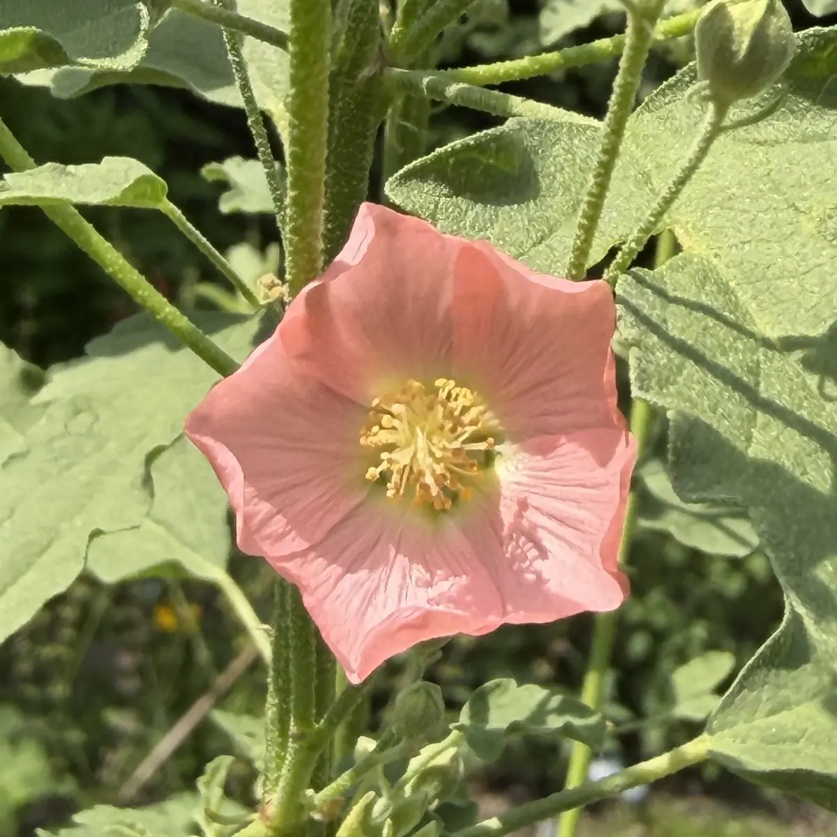 Sphaeralceae ex ‘Charmeuse’ (Schijnmalva), zachtroze en zalm bloeiend