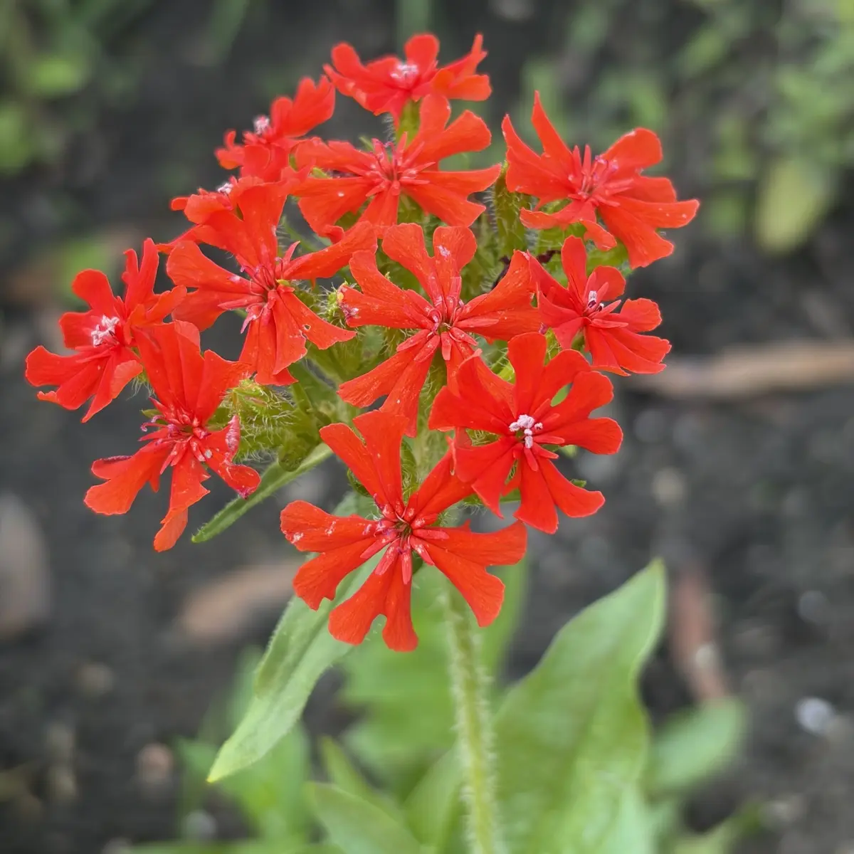 Lychnis wilfordii (Hort.) (Brandende liefde), bloedrood bloeiend