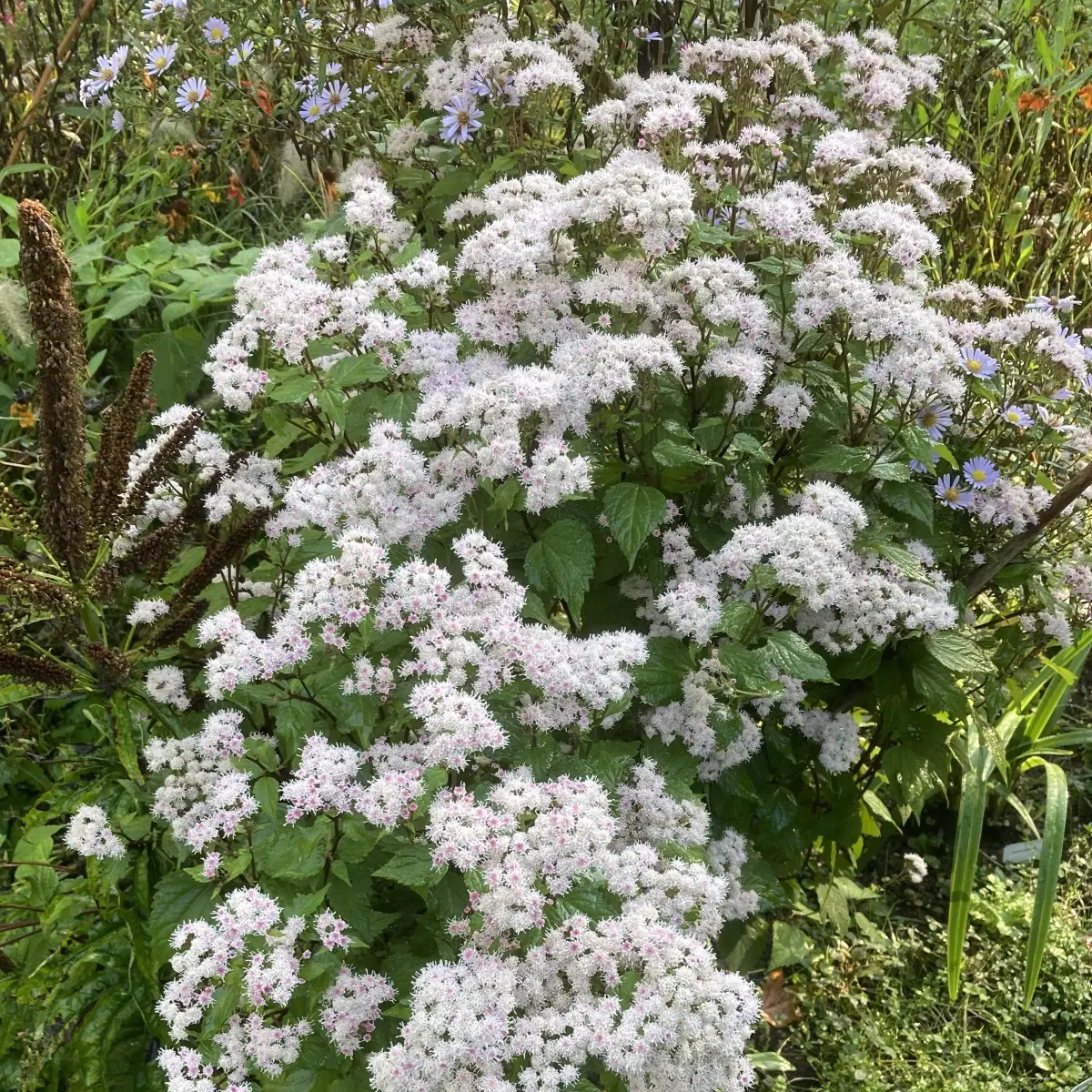 Eupatorium x rugosum ‘Lucky Symphonie’ (Leverkruid), roze bloeiend