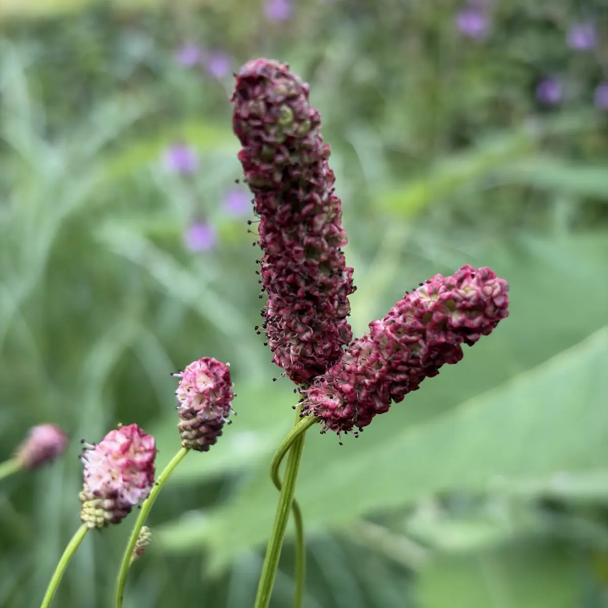Sanguisorba ‘Miss Elly’ (Pimpernel), donkerrood bloeiend