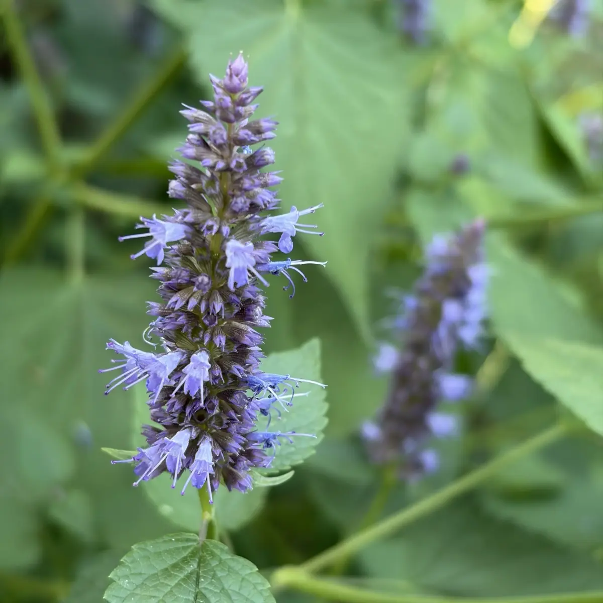 Agastache ‘Black Adder’ (Dropplant), donkerpaars bloeiend