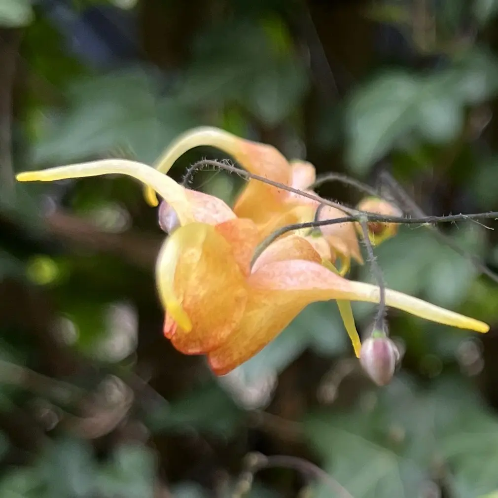Epimedium ‘Amber Queen’ (Elfenbloem), kopergeel bloeiend