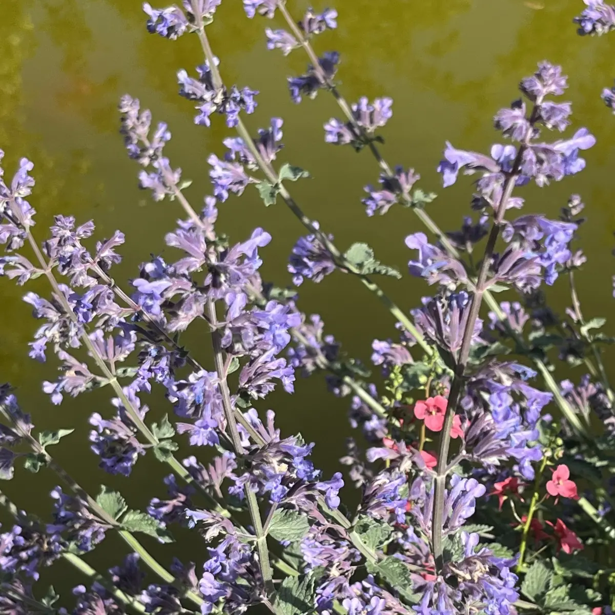 Nepeta faassenii (Kattenkruid), blauw bloeiend