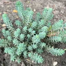 Sedum album ‘Coral Carpet’ (Vetkruid), wit bloeiend