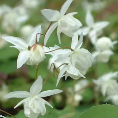 Epimedium youngianum 'Niveum' (Elfenbloem), wit bloeiend