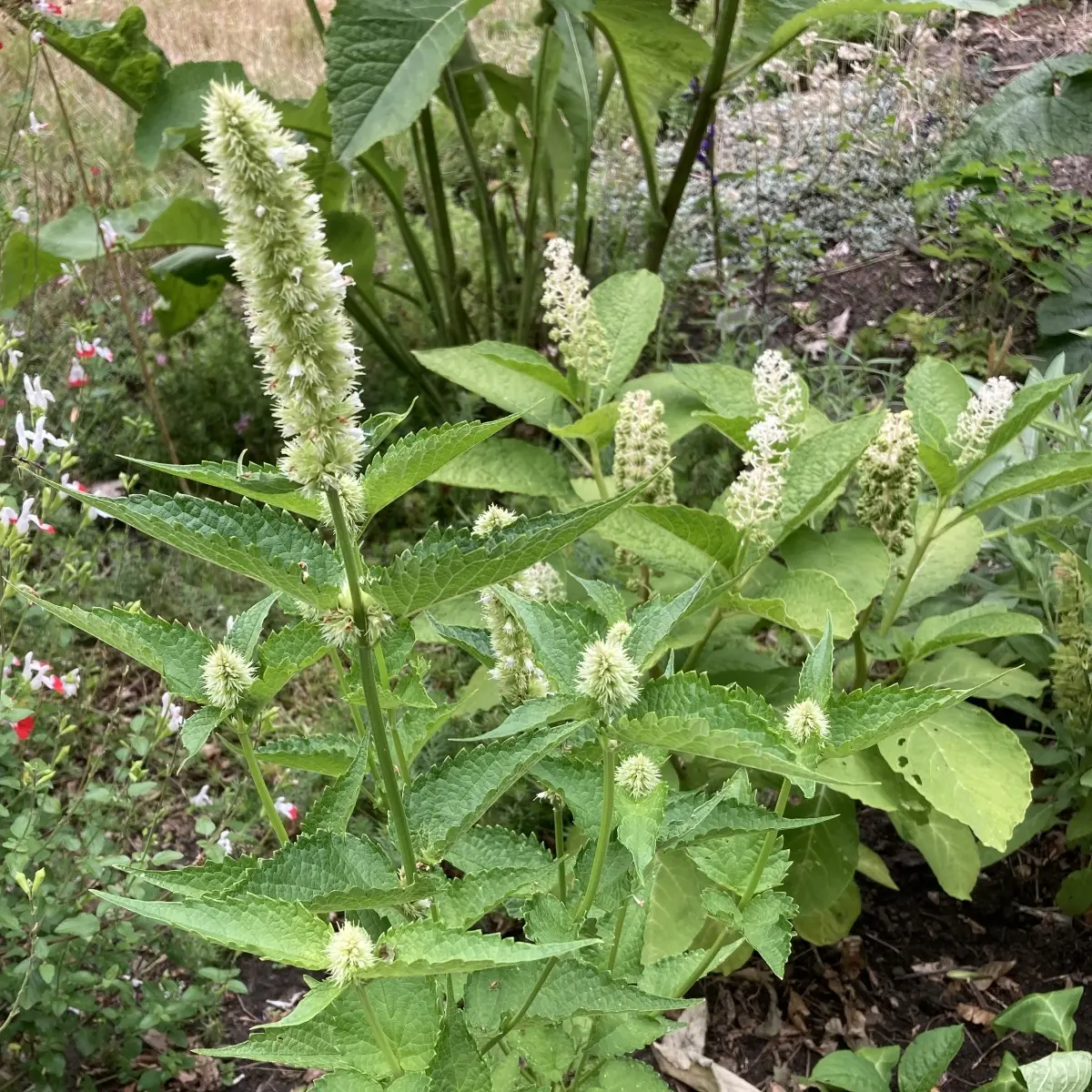 Agastache rugosum ‘Alabaster’ (Anijsnetel), wit bloeiend