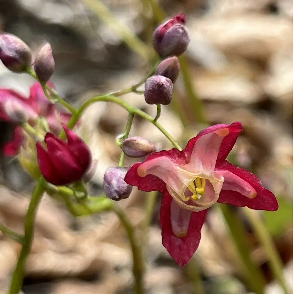 Epimedium rubrum (Elfenbloem), geelrood bloeiend