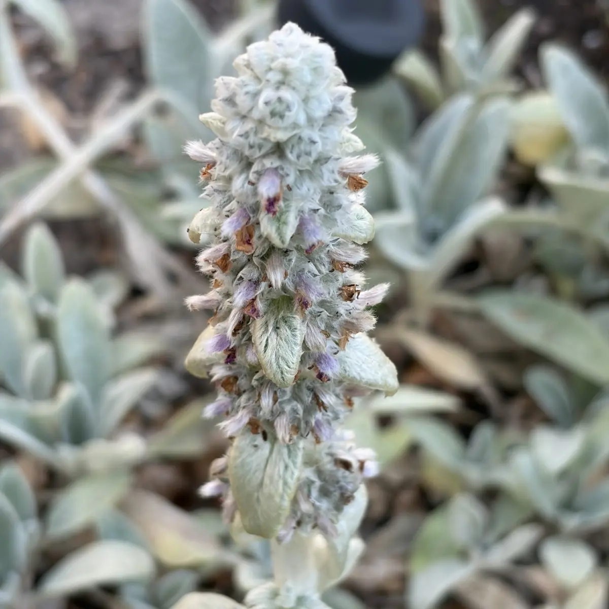 Stachys byzantina ‘Silver Carpet’ (Andoorn - Ezelsoor), roze bloeiend