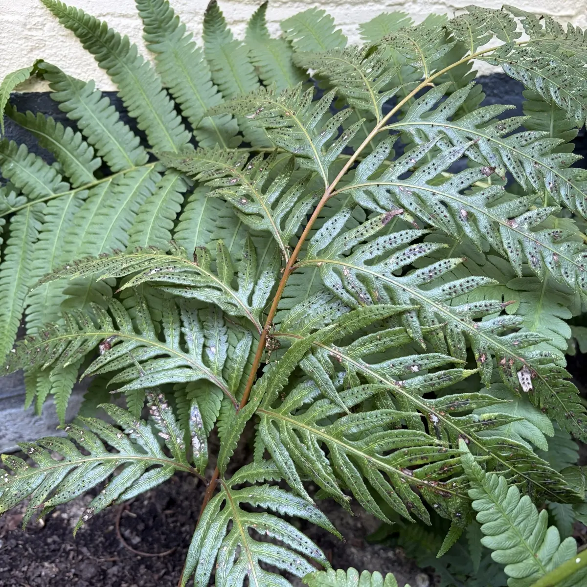 Woodwardia orientalis (Kettingvaren), bladverliezend bloeiend
