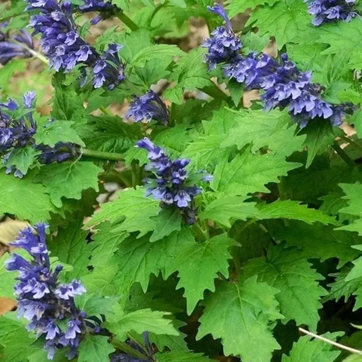 Ajuga incisa ‘Blue Enigma’ (Zenegroen), paarsblauw bloeiend
