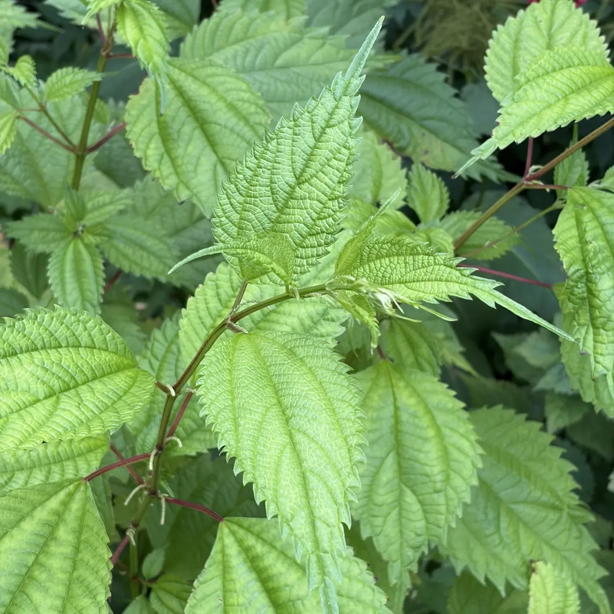 Boehmeria spicata (Valse netel), groen bloeiend