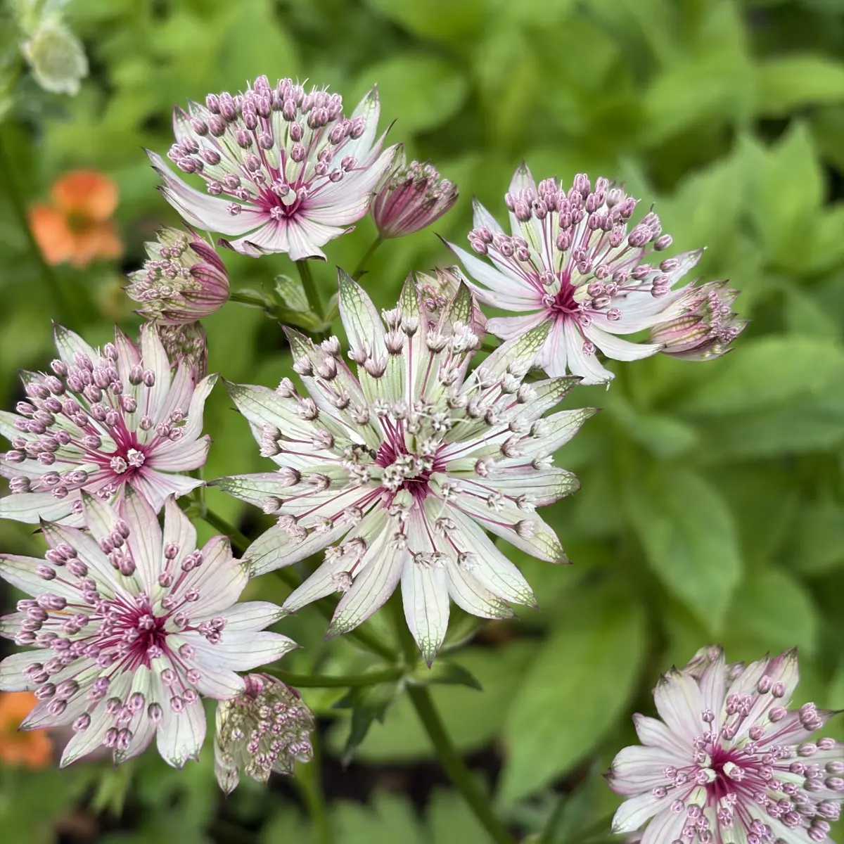 Astrantia major ‘Red Promise’ (Zeeuws knoopje), rood bloeiend