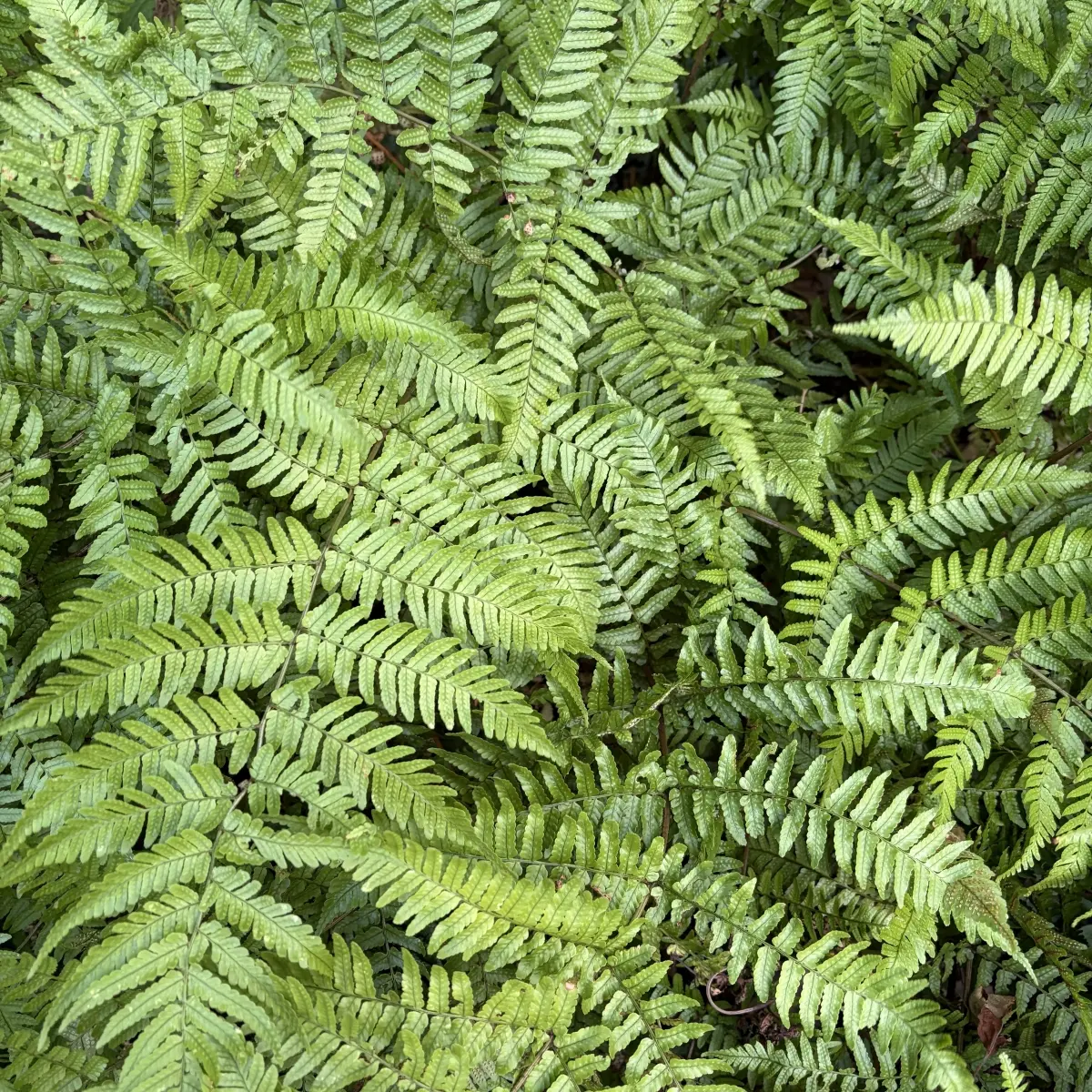 Dryopteris erythrosora (Rode Sluiervaren), geen bloeiend