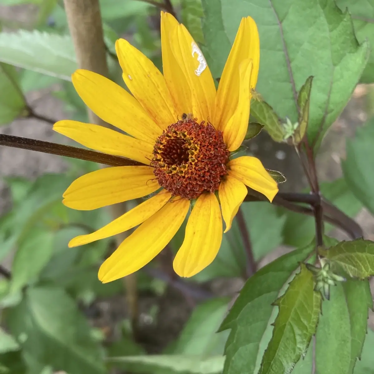 Heliopsis helianthoides var.scabra ‘Summer Nights’ (Zonneoog), oranje geel bloeiend