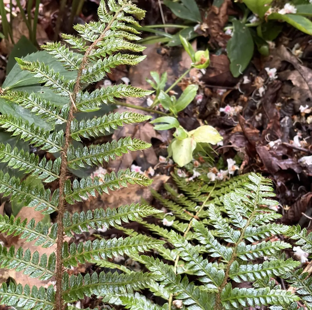 Polystichum polyblepharum (Glansschildvaren), groen bloeiend