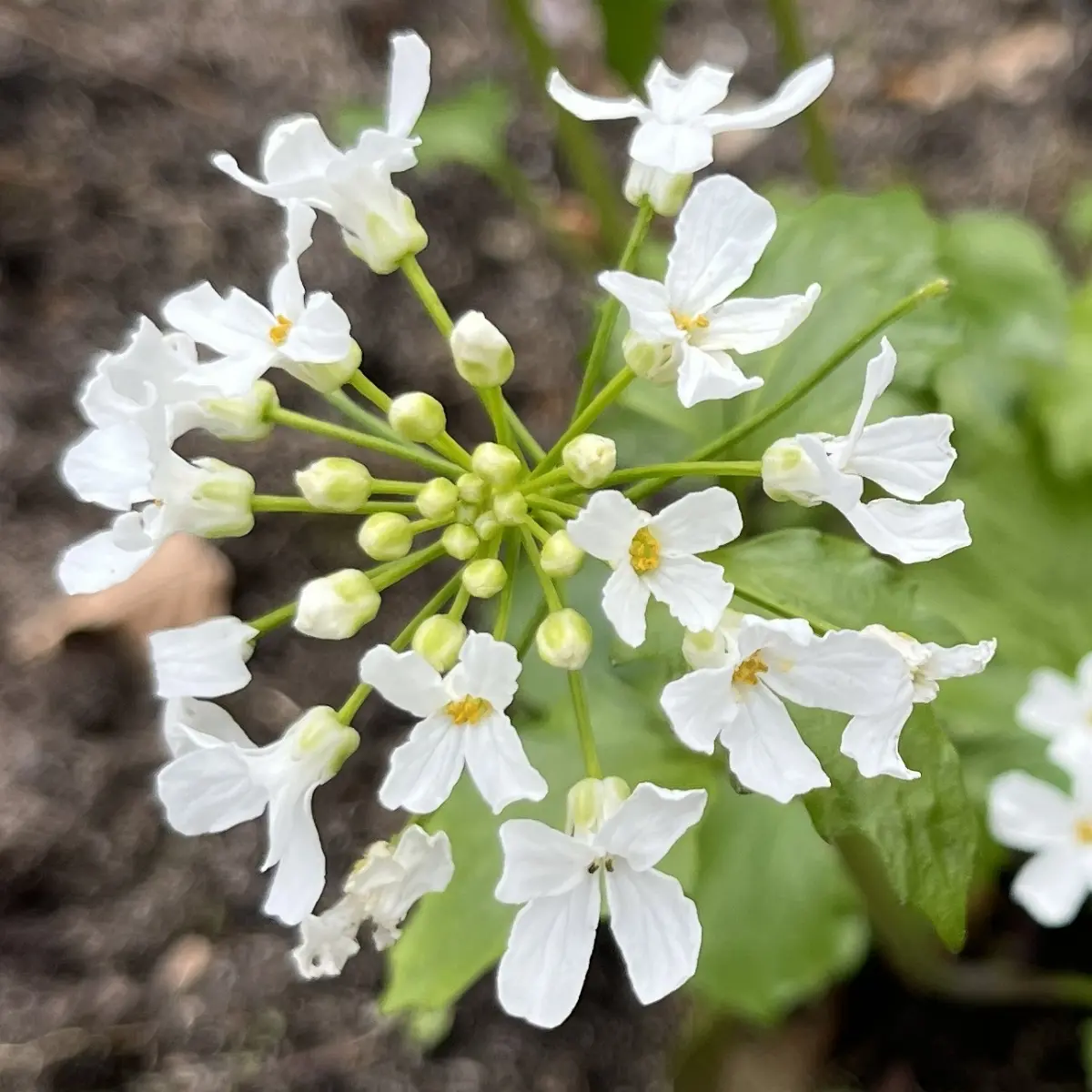 Pachyphragma macrophyllum (Kaukasische look - zonder -look), wit bloeiend
