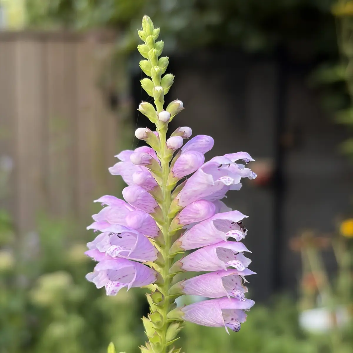 Physostegia virginiana (Scharnierplant), roze bloeiend