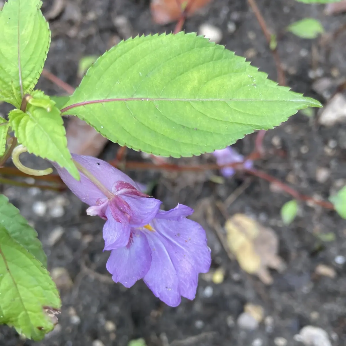 Impatiens arguta (Vast vlijtig liesje), lilablauw bloeiend