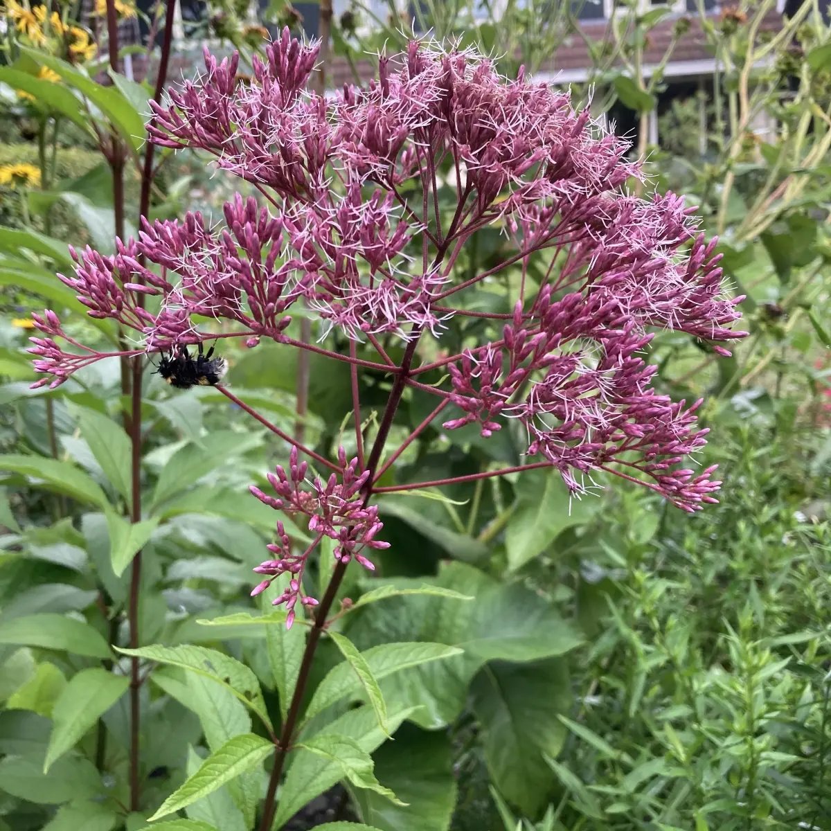 Eupatorium maculatum ‘Riesenschirm’ (Koninginnekruid / leverkruid), rood bloeiend