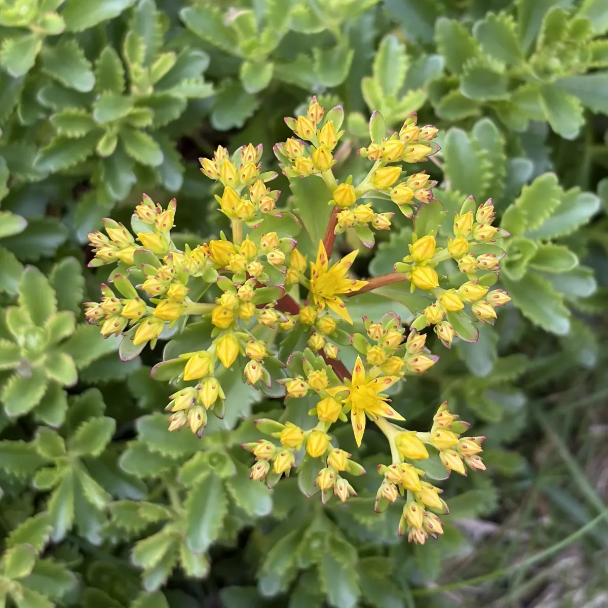 Sedum kamtschaticum ‘Immergrun’ (Vetkruid), geel bloeiend