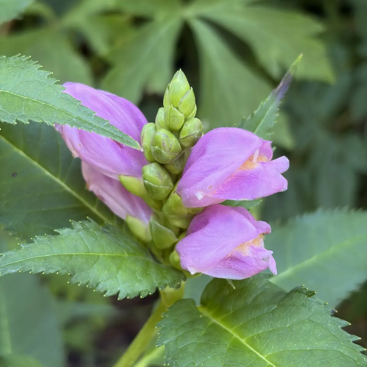 Chelone obliqua (Schildpadbloem), roze bloeiend